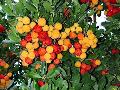 Strawberry Tree